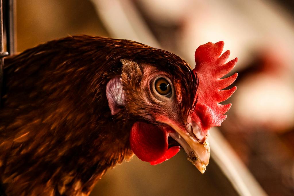Top 5 Mistakes New Rhode Island Red Owners Make and How to Avoid&nbsp;Them